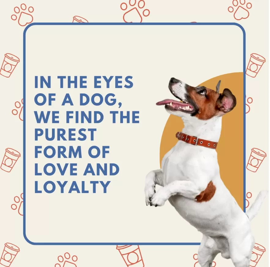 I will create 200 dog or cat picture quotes with logo for instagram