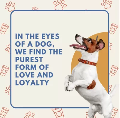 I will create 200 dog or cat picture quotes with logo for instagram